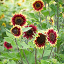 'Sunset Glow' Ornamental Sunflower Seeds, 2g