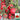 Saint Anne Cherry Tomato, 10 Seeds