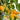 Mini Yellow Sweet Pepper, 10 Seeds