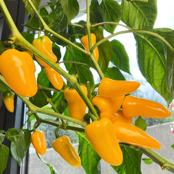 Mini Yellow Sweet Pepper, 10 Seeds