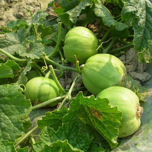 Japanese Sweet Treasure Melon Seeds, 80 Seeds