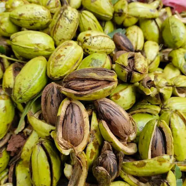Pecan, 5 Seeds