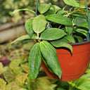 Hoya cutis-Porcelana, 3 Cuttings