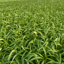 'Jiemei' Green-Stem Water Spinach Seeds, 20g