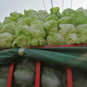 Fengkang 70 Chinese Cabbage Seeds, 5 × 3g Bags