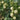 Caidu Jinyu No.12 F1 Melon, 15 Loose Seeds