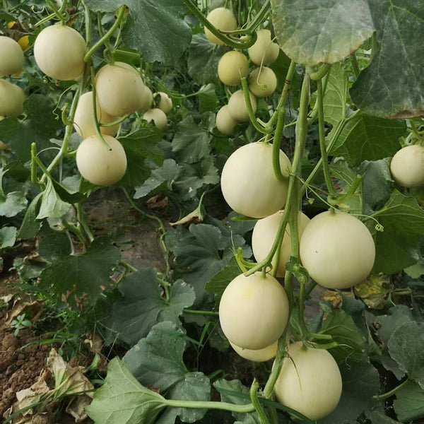 Caidu Jinyu No.12 F1 Melon, 15 Loose Seeds