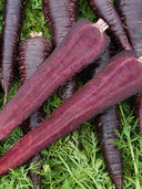 Blackish Purple Carrot Seeds, Pack of 380