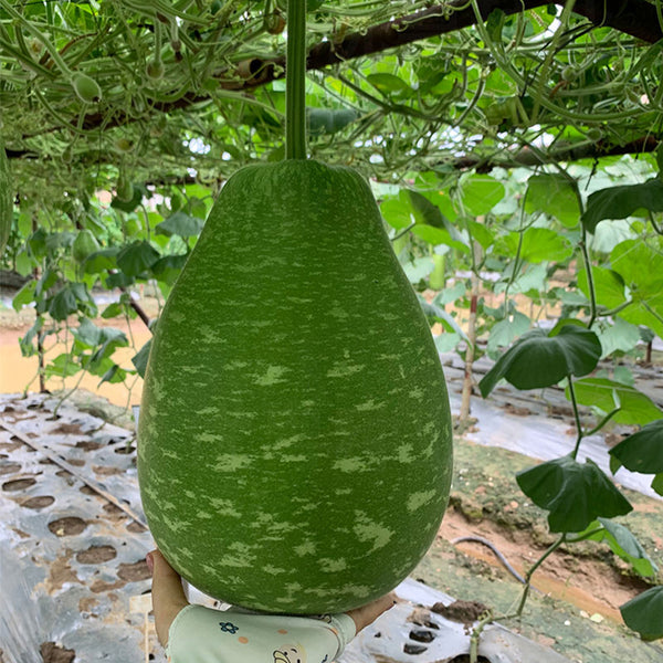 Qiangchun Duosheng Variegated Bottle Gourd Seeds, 8g