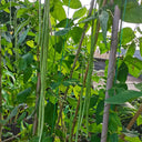 'Jiangshan Sijin' Cowpea Seeds, 100g