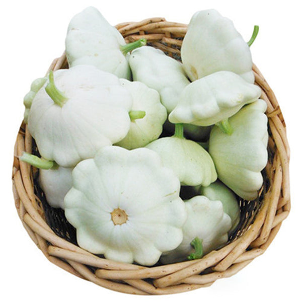 'White Flying Saucer' Gourd, 20 Seeds