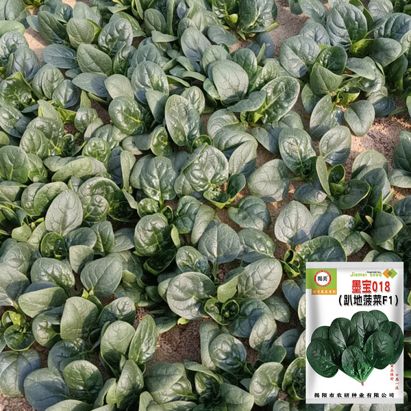 'Mobao 018' Prostrate Spinach Seeds, 20g