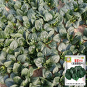'Mobao 018' Prostrate Spinach Seeds, 20g