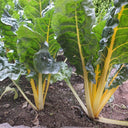 Golden-Leaf Chard Seeds, 5g