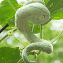 Snake Gourd Seeds, 4 Seeds Per Bag
