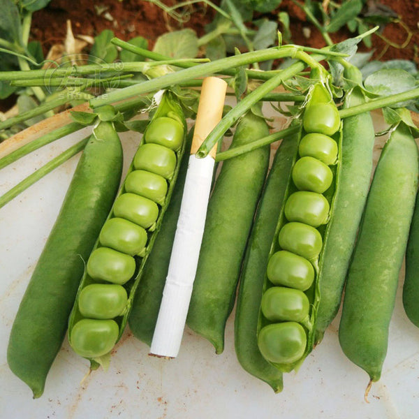 Edible Green Pea Seeds, 5 x 20g Bags