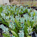 U2220 Turquoise Lachenalia Bulbs, 0.43-0.51 in (1.1-1.3 cm), 2 Bulbs