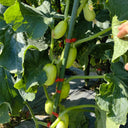 Yuanbao Fruit Cucumber, 5 Seeds