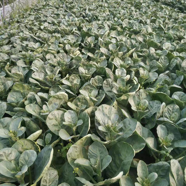 Sweet-Crispy 'Zhonghua' Chinese Kale Seeds, 10g