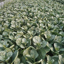 Sweet-Crispy 'Zhonghua' Chinese Kale Seeds, 10g
