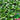 W1306 Jiemei Four-Season Dwarf Suzhou Qing Bok Choy Seeds, 20g