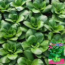 W1306 Jiemei Four-Season Dwarf Suzhou Qing Bok Choy Seeds, 20g