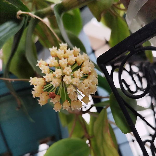 Hoya incrassata, 5 Cuttings