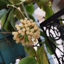 Hoya incrassata, 5 Cuttings