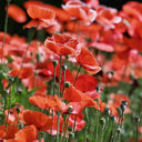 Hezhichun Field Poppy Seeds, 1g
