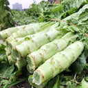 Erbai Pi Stems Lettuce Seeds, 10g