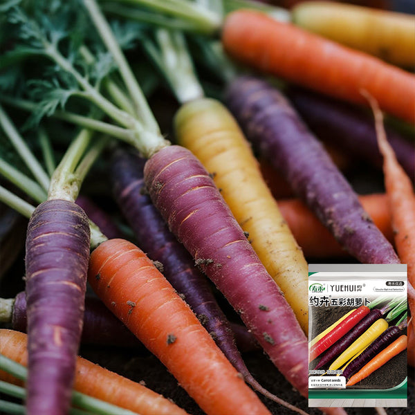 Rainbow Carrot, 1500 Seeds