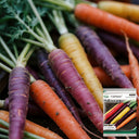 Rainbow Carrot, 1500 Seeds
