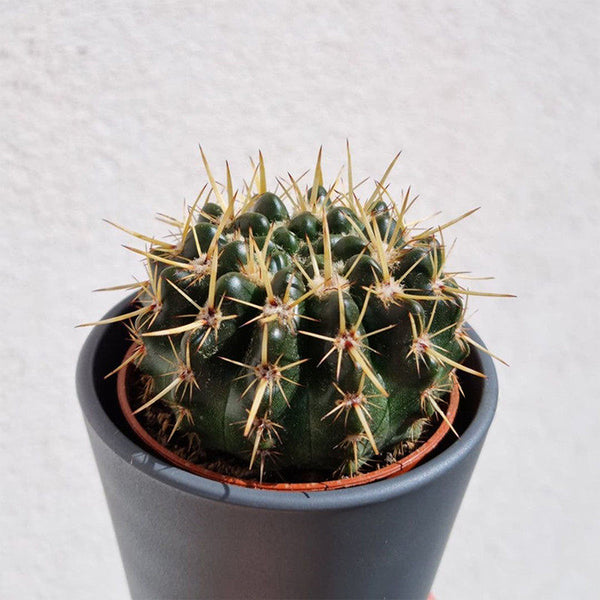 Parodia submammulosus, 3-4cm