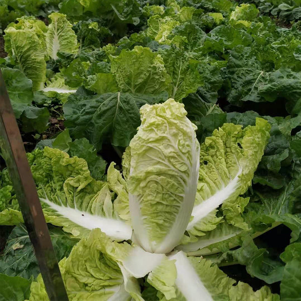 'Dongjia Chunguan' Chinese Cabbage Seeds, 8g
