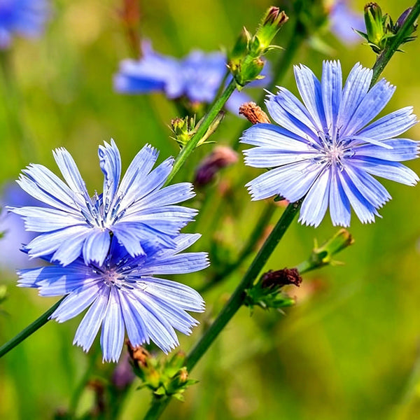 Coffee Chicory, 1000 Seeds