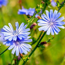 Coffee Chicory, 1000 Seeds