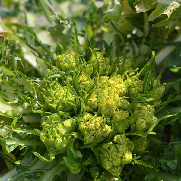 Puntarelle Chicory, 50 Seeds