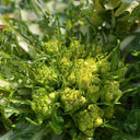 Puntarelle Chicory, 50 Seeds