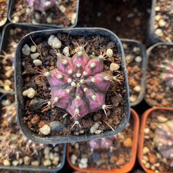 Gymnocalycium mihanovichii 'T-lux' Hybrid, 3cm