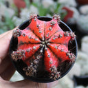 Gymnocalycium mihanovichii variegata 'Oil Painting Peony', 5-7cm