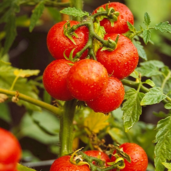 770 Sweet Tiny Tiger Tomato, 5 Seeds