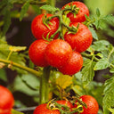 770 Sweet Tiny Tiger Tomato, 5 Seeds