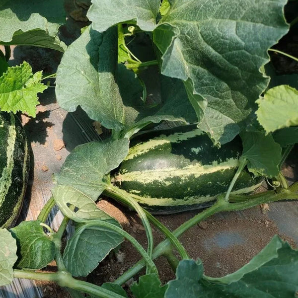 Yiwo Wu Sweet Melon Seeds, 3g