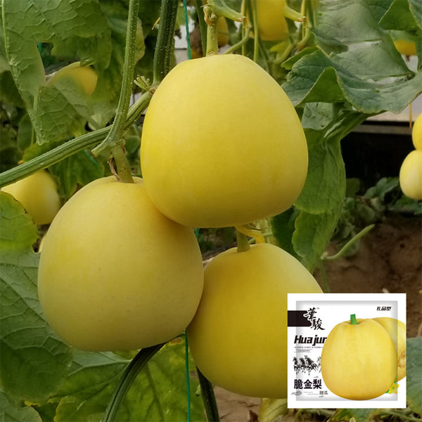Pale Yellow Crispy Melon Seeds, ~100 Seeds