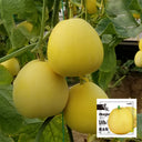 Pale Yellow Crispy Melon Seeds, ~100 Seeds