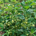127 Lime Green Salad Tomato, 5 Seeds