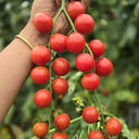 Minusinsk Red Cherry Tomato Seeds, 5 Seeds