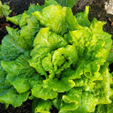 Italian Lettuce Seeds, 10g