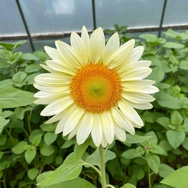 'White Moonlight' Sunflower, 6 Seeds