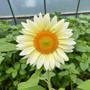 'White Moonlight' Sunflower, 6 Seeds